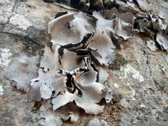 Umbilicaria hirsuta