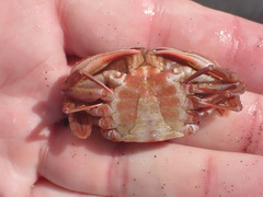 Nectocarcinus antarcticus