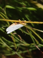 Xyloryctidae