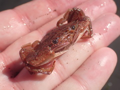 Nectocarcinus antarcticus
