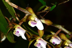 Sarcochilus australis