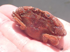 Nectocarcinus antarcticus