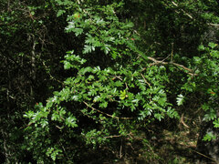Crataegus