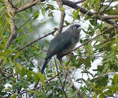 Phaenicophaeus viridirostris