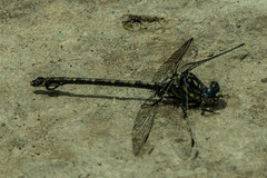 Ceratogomphus triceraticus