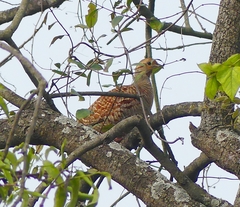 Ortygornis pondicerianus