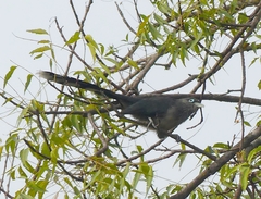 Phaenicophaeus viridirostris