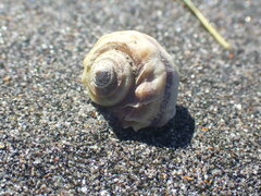 Amphibola crenata