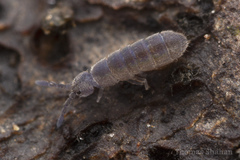 Isotomoidea