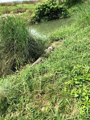 Crocodylus palustris