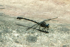 Ceratogomphus triceraticus