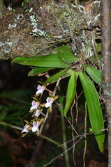 Sarcochilus australis