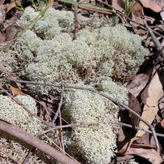 Cladonia confusa