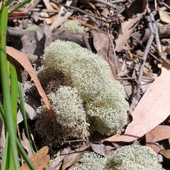 Cladonia confusa