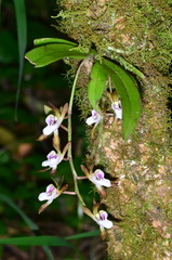 Sarcochilus australis