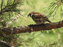 Passer montanus