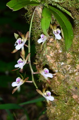 Sarcochilus australis