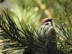 Passer montanus