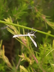 Stenoptilia zophodactylus