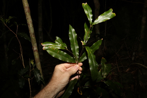Image of Macadamia ternifolia by (c) Greg Tasney, some rights reserved (CC BY-SA)