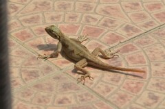 Agama agama