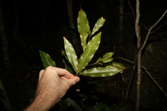 Macadamia ternifolia