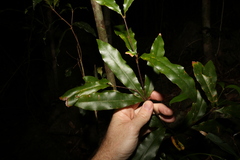 Macadamia ternifolia