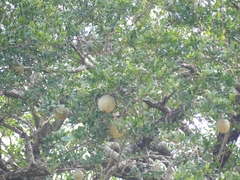 Aegle marmelos