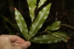 Macadamia ternifolia