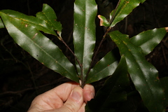 Macadamia ternifolia