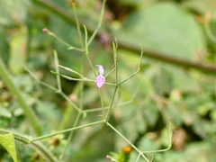 Dicliptera paniculata