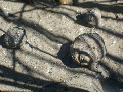 Amphibola crenata