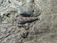 Zeacumantus lutulentus