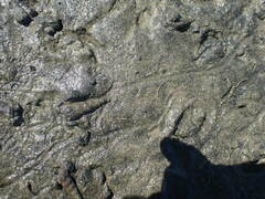 Zeacumantus lutulentus