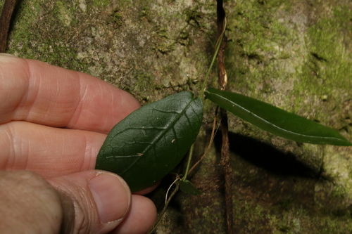 Image of Parsonsia lilacina by (c) Greg Tasney, some rights reserved (CC BY-SA)
