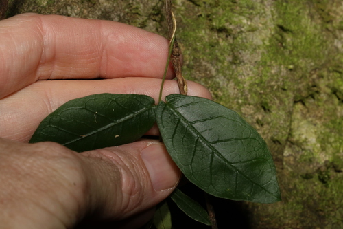 Image of Parsonsia lilacina by (c) Greg Tasney, some rights reserved (CC BY-SA)