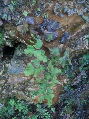Adiantum capillus-veneris