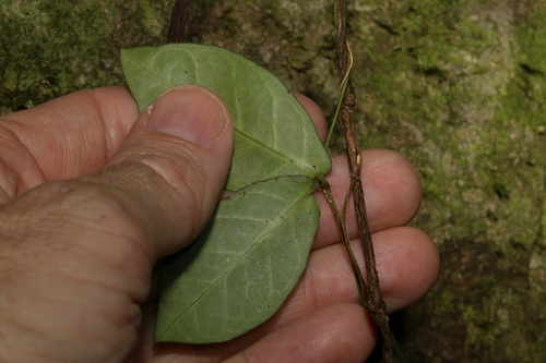 Image of Parsonsia lilacina by (c) Greg Tasney, some rights reserved (CC BY-SA)