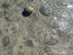 Amphibola crenata
