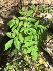 Sambucus racemosa racemosa