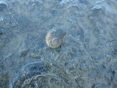 Amphibola crenata