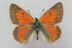 Colias eogene