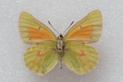 Colias eogene