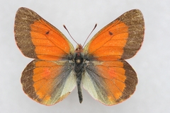 Colias eogene