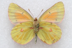Colias eogene