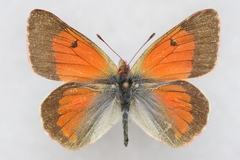 Colias eogene
