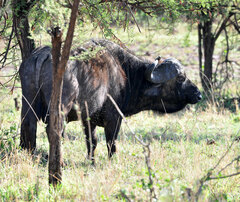 Syncerus caffer