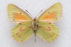 Colias eogene