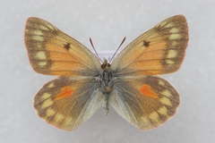 Colias eogene