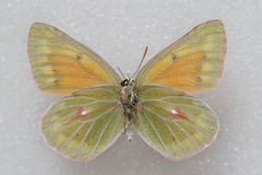 Colias eogene